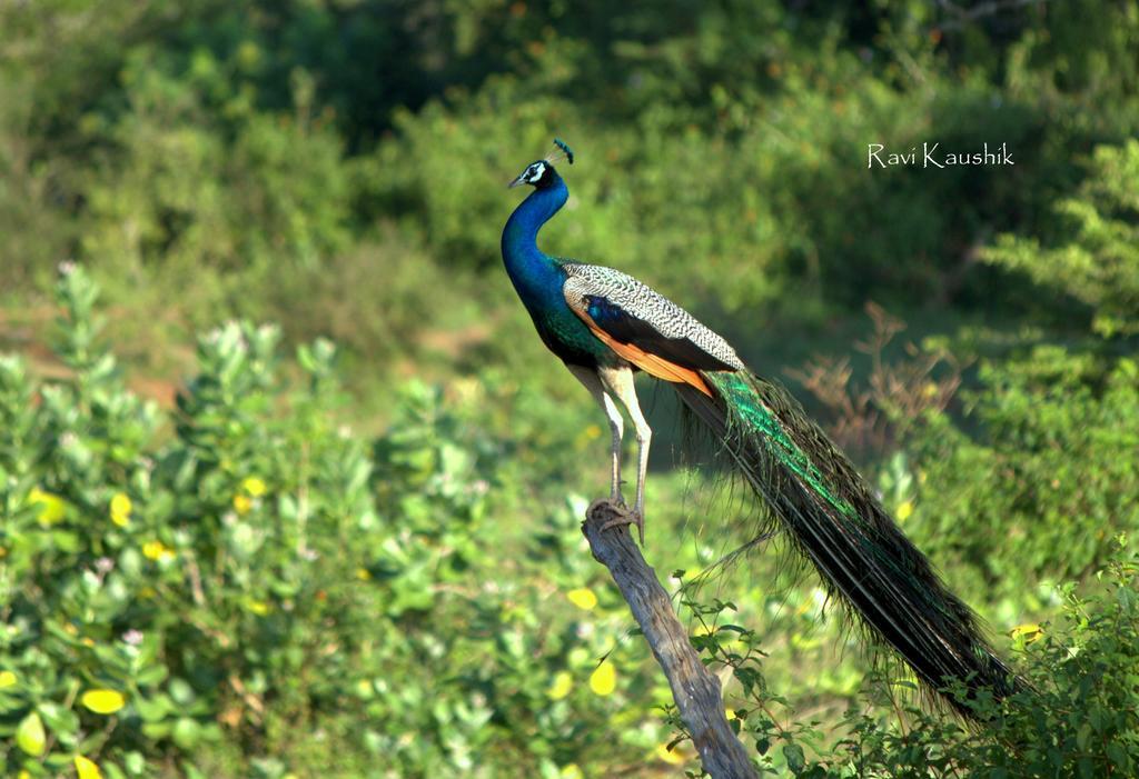 Sigiriya Peacock Homestay Exteriör bild