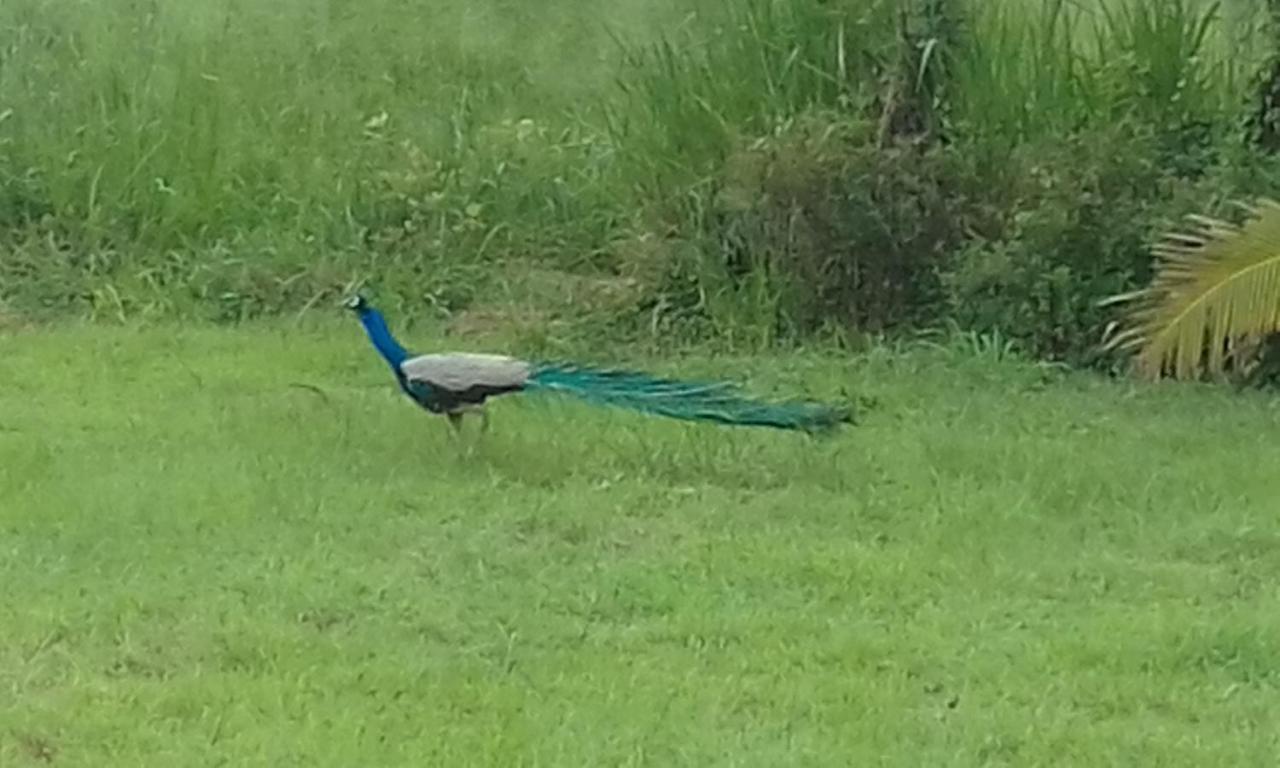 Sigiriya Peacock Homestay Exteriör bild